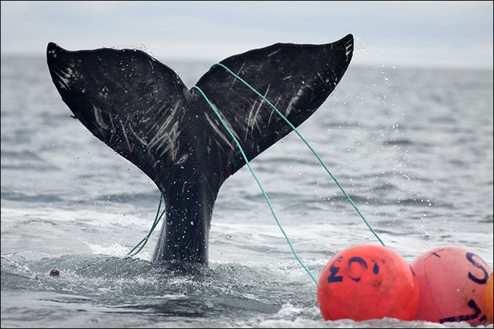 Harpooning Whales Just Like They Did Thousands Of Years Ago